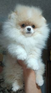 Шикарні помпончики