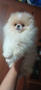 Шикарні помпончики