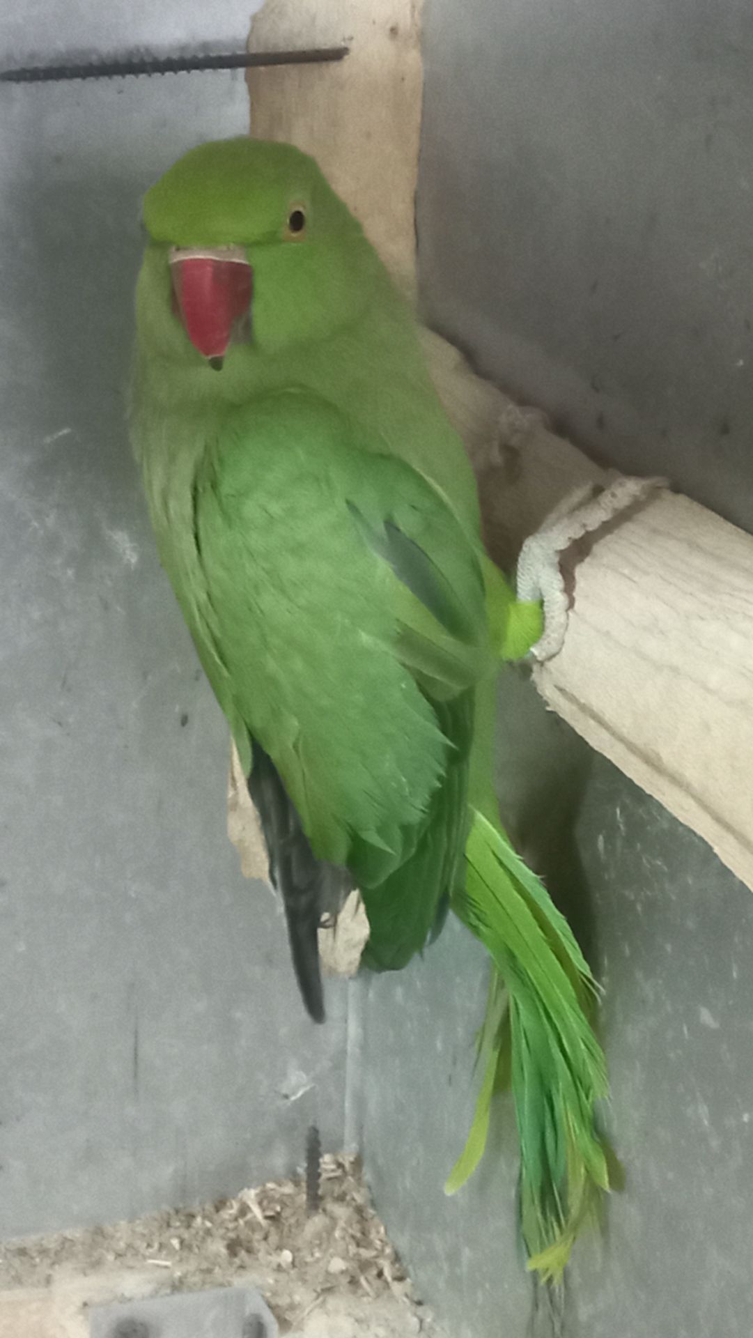 Ожереловые попугаи