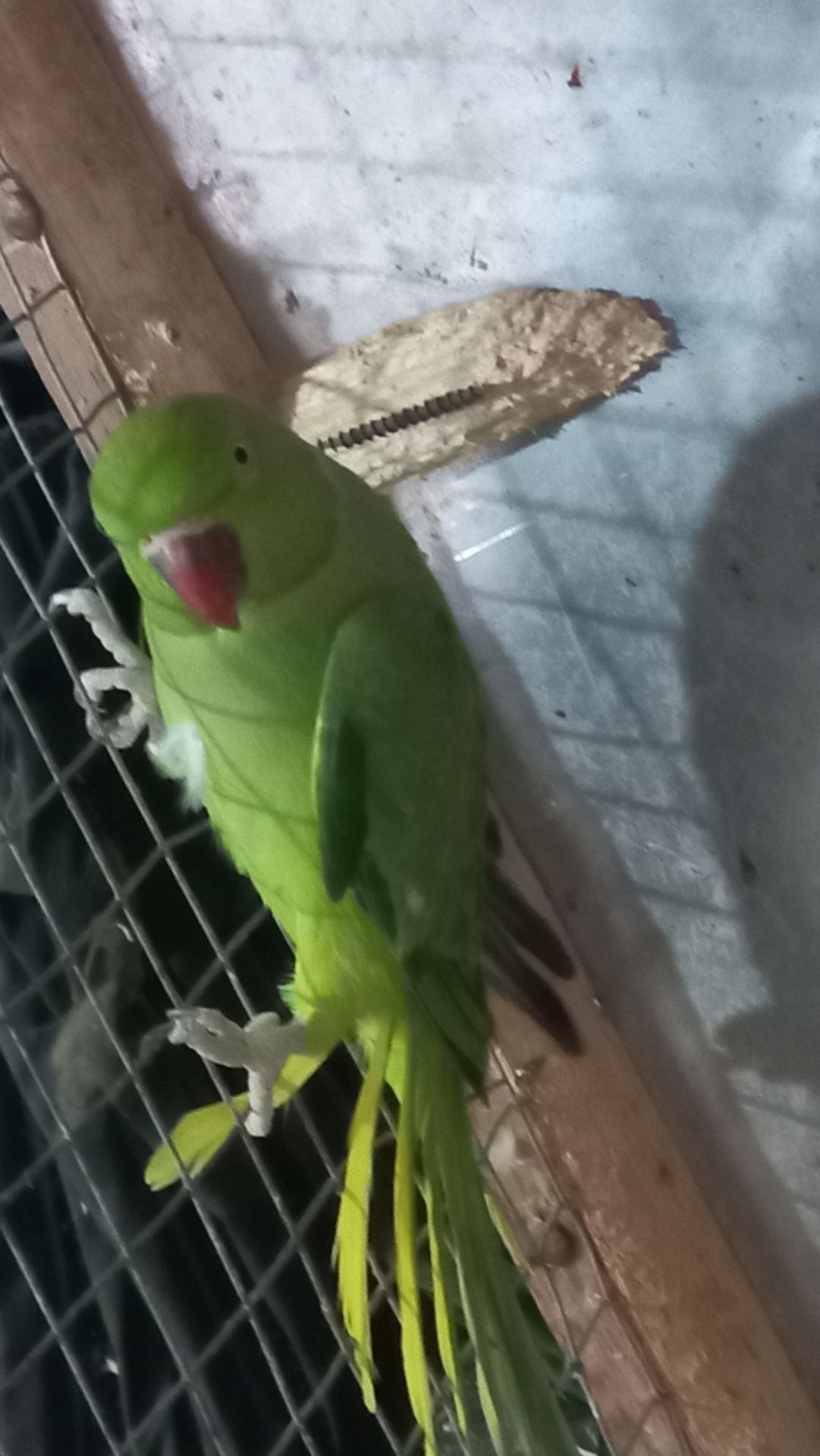 Ожереловые попугаи