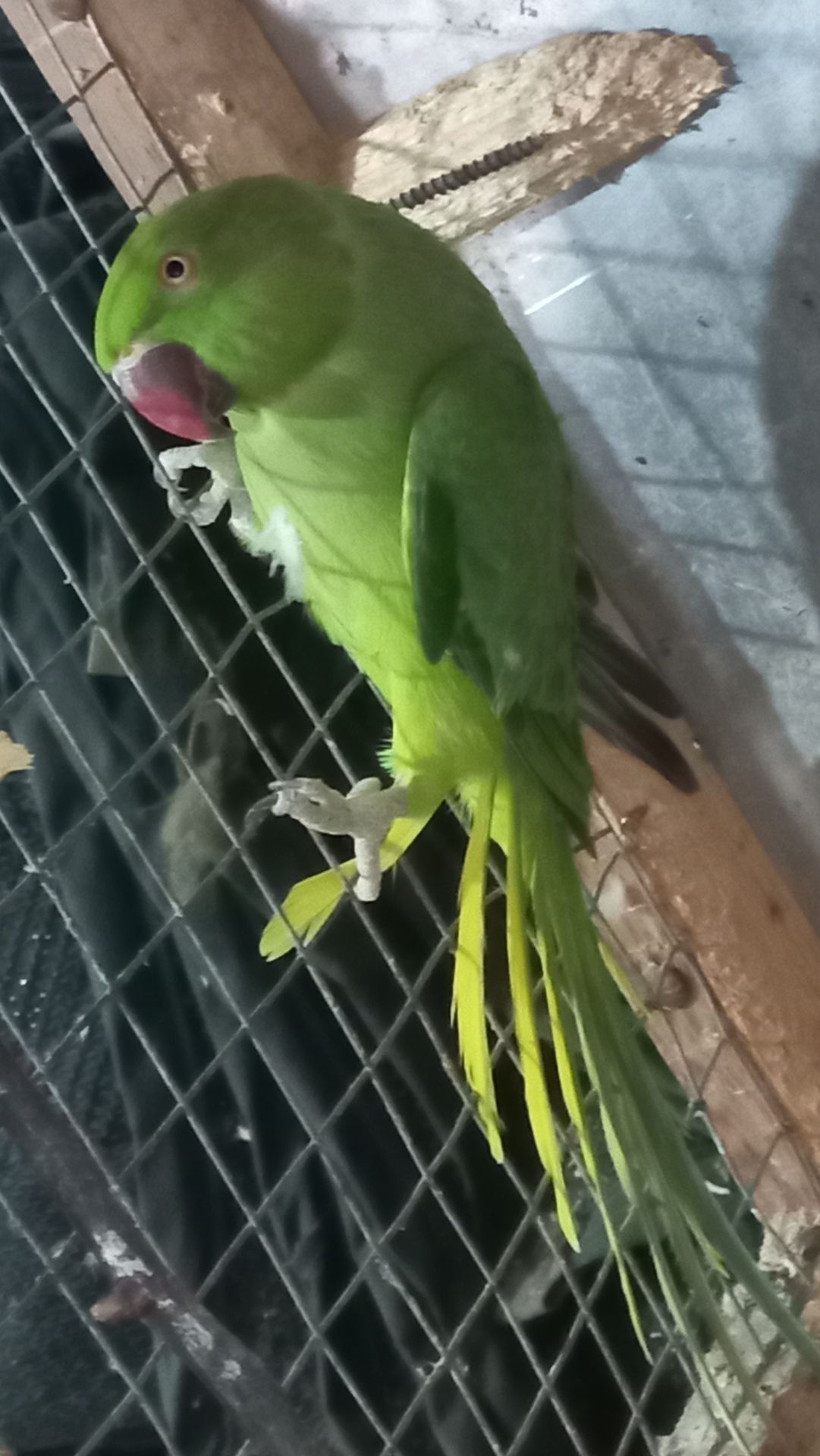 Ожереловые попугаи