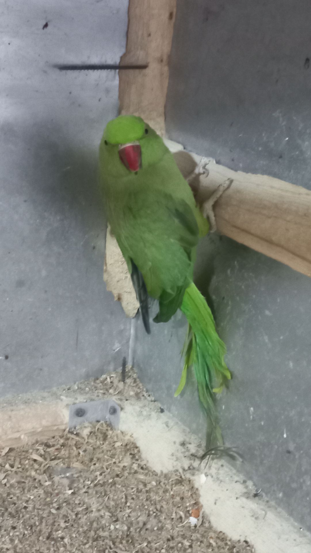 Ожереловые попугаи