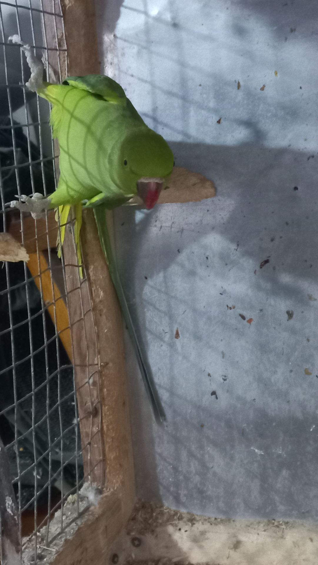 Ожереловые попугаи