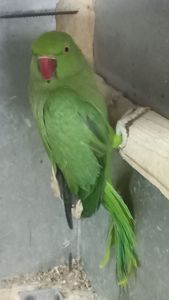 Ожереловые попугаи