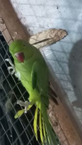 Ожереловые попугаи