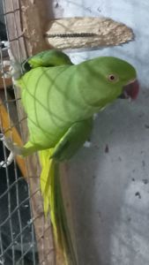 Ожереловые попугаи