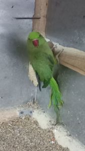 Ожереловые попугаи