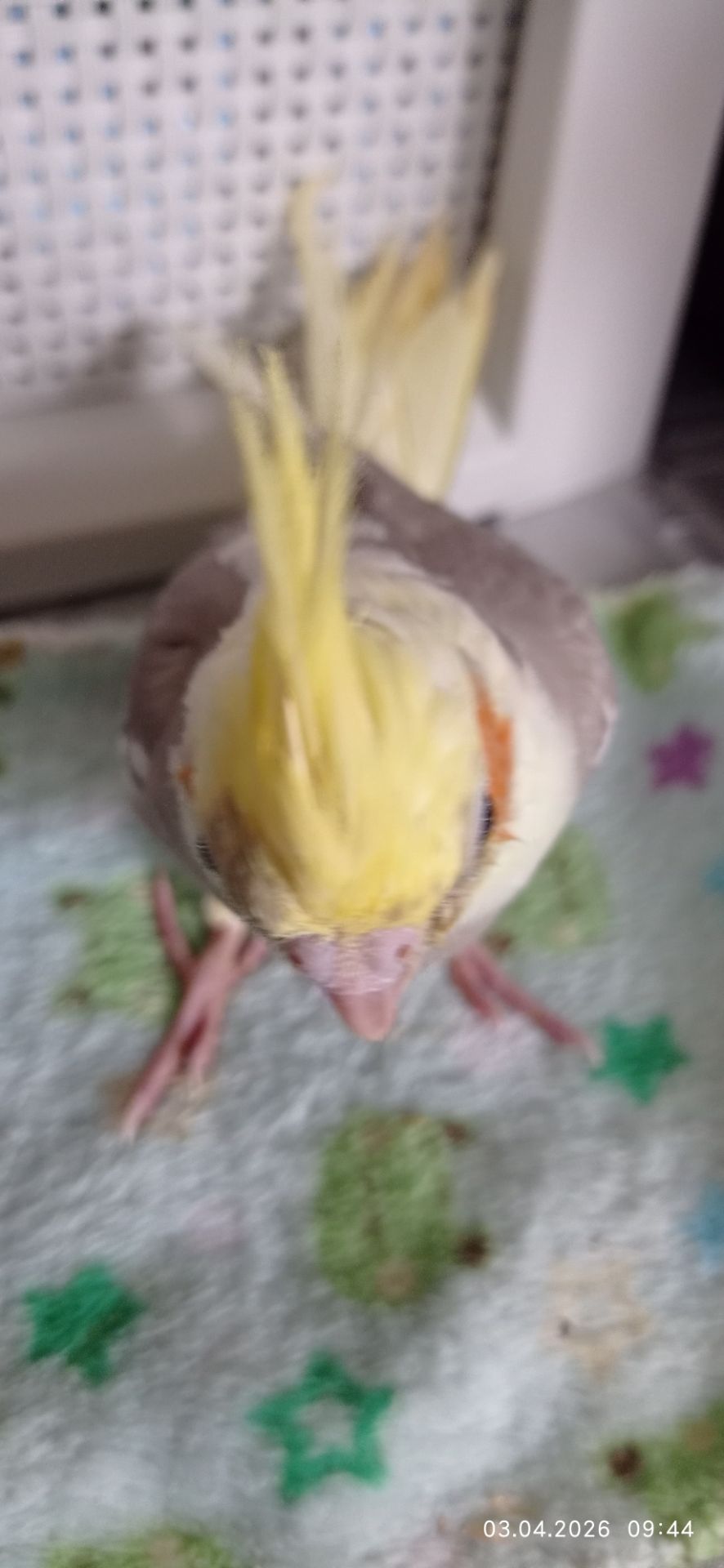 Корела малюк Тимоша