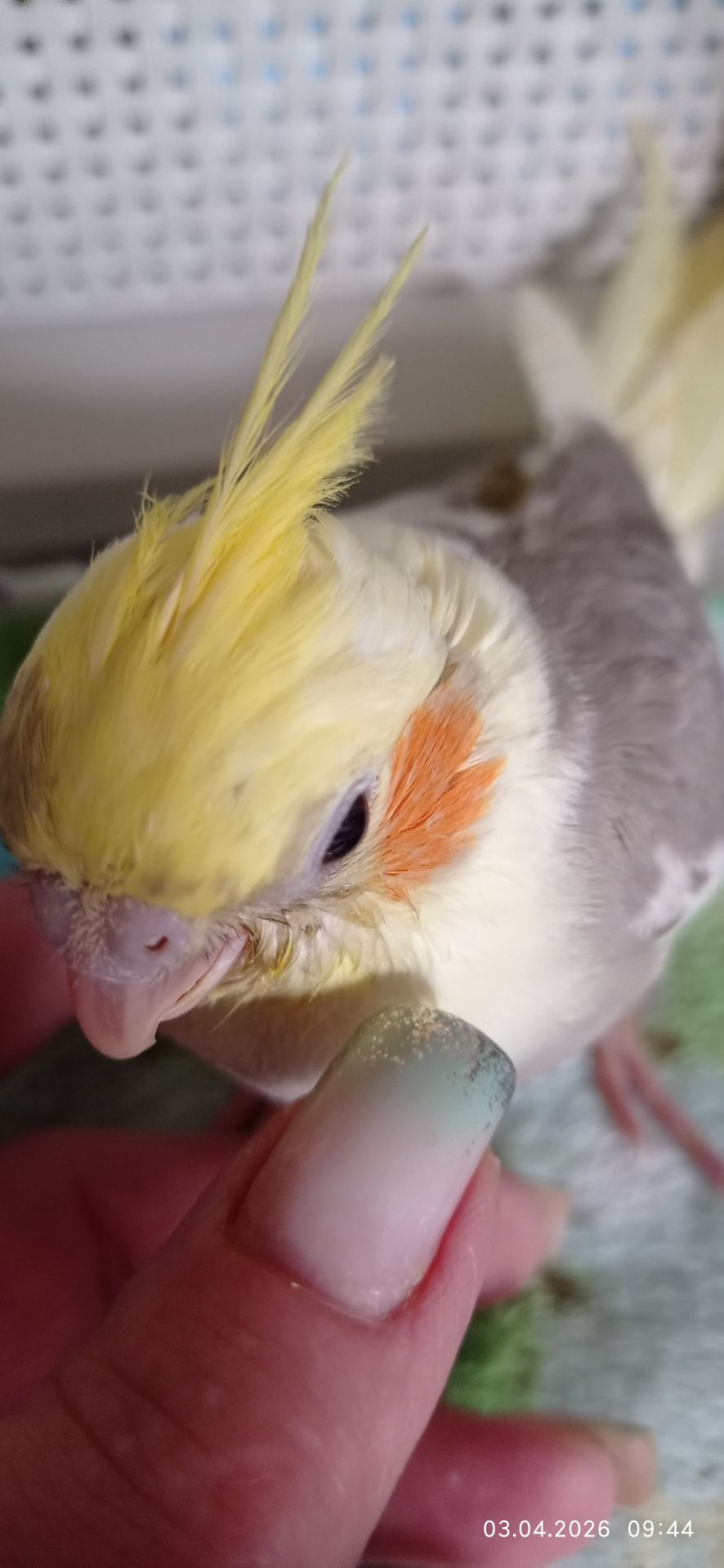 Корела малюк Тимоша