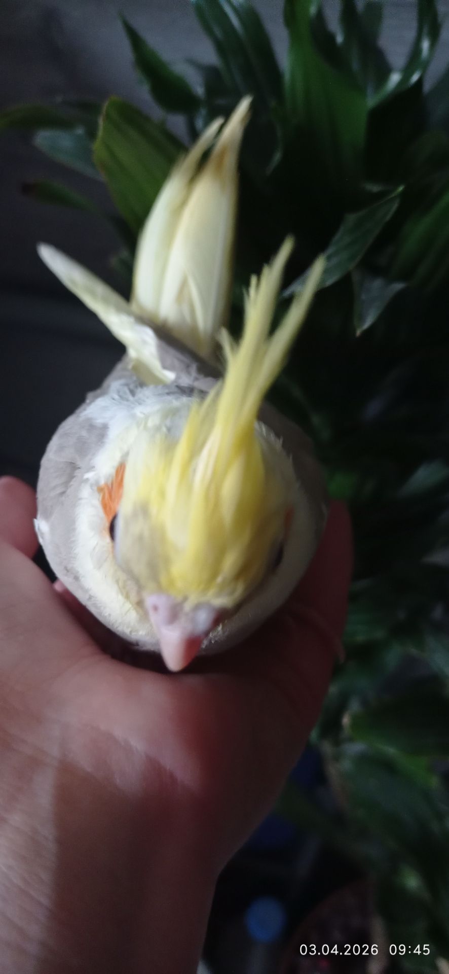 Корела малюк Тимоша