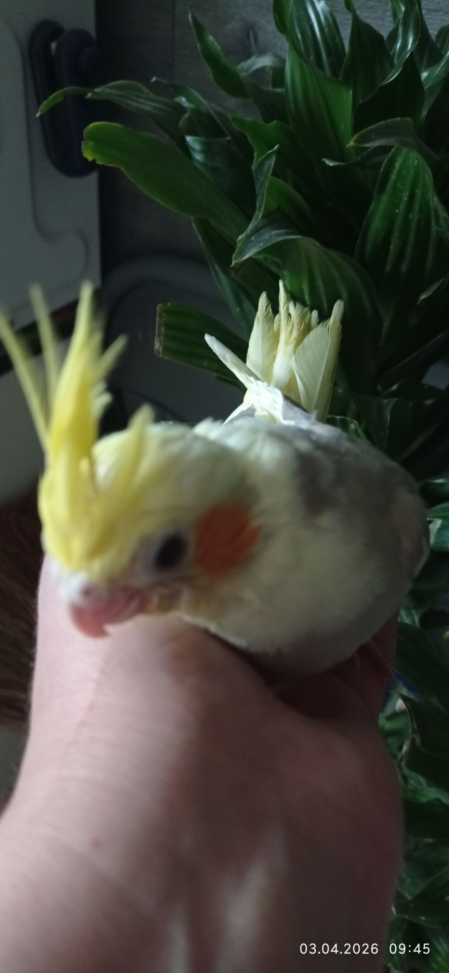 Корела малюк Тимоша