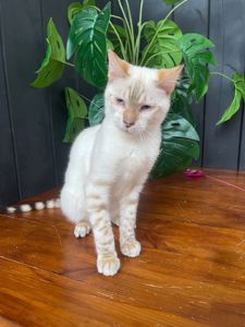 Котик породи Тойгер, звати Спайк