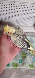 Пташеня корели Карен