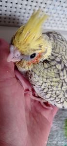 Пташеня корели Карен