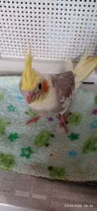 Корела малюк Тимоша