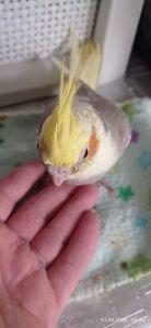 Корела малюк Тимоша