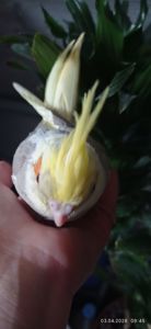 Корела малюк Тимоша