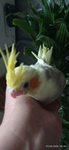 Корела малюк Тимоша