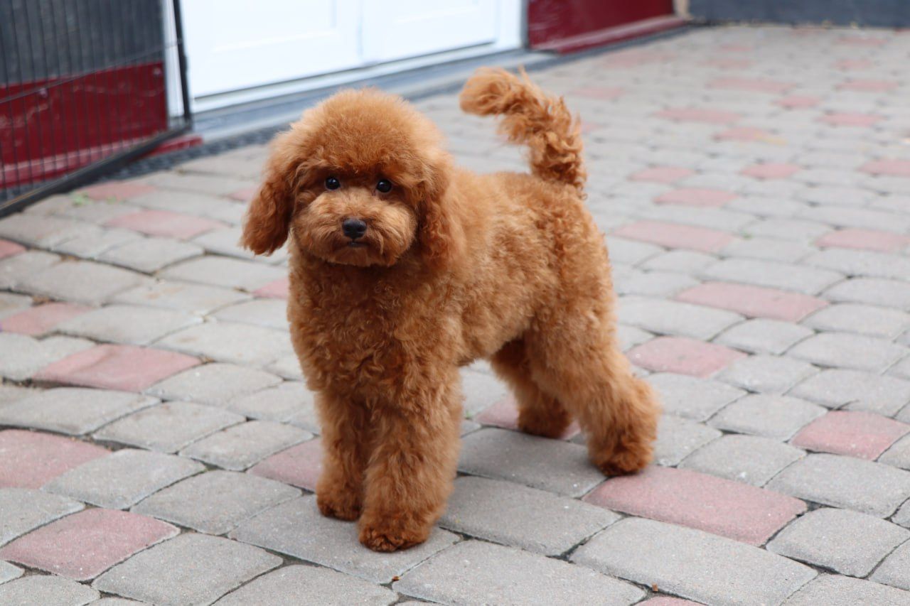 Пудель Той червона дівчинка