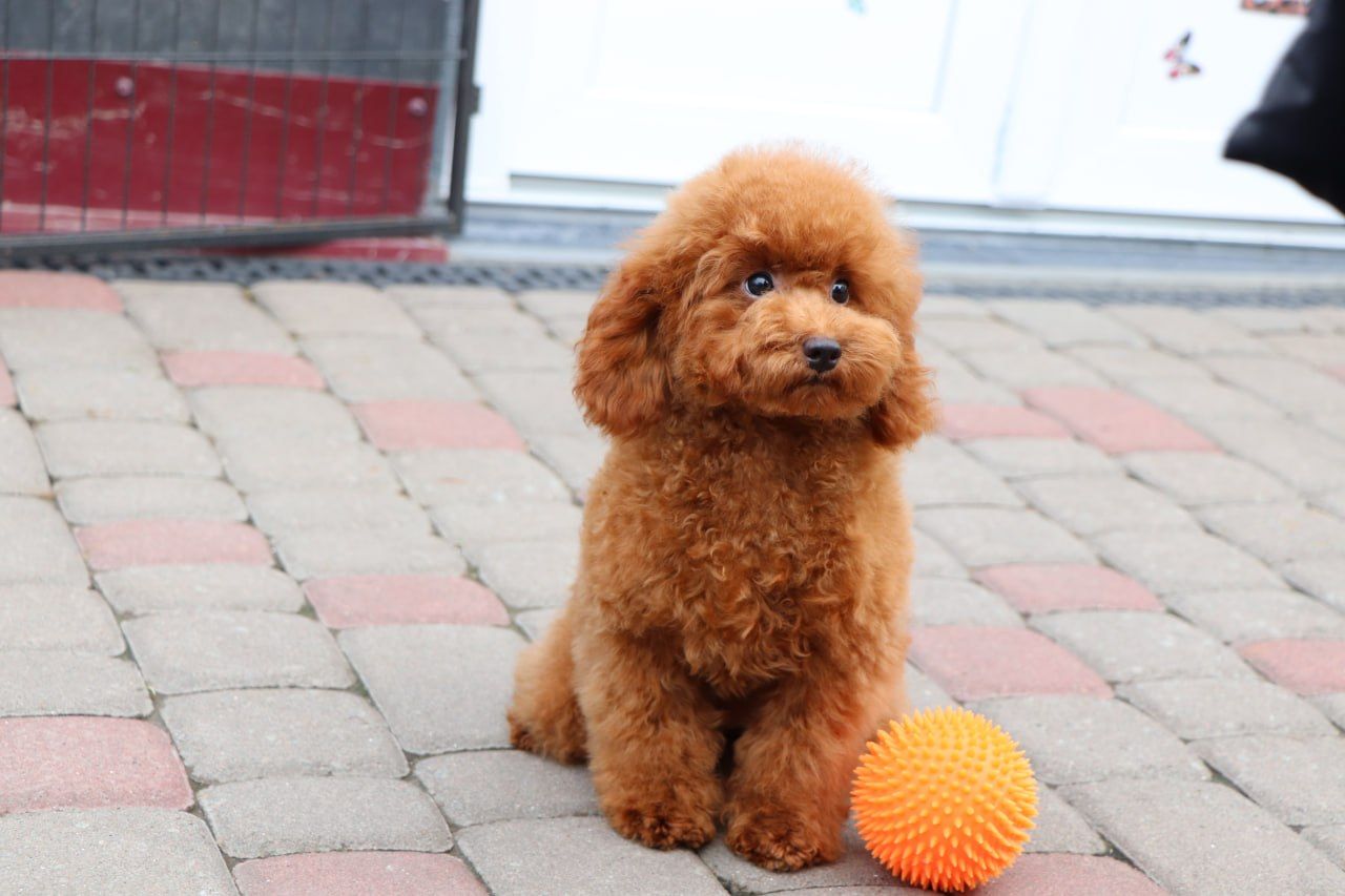 Пудель Той червона дівчинка