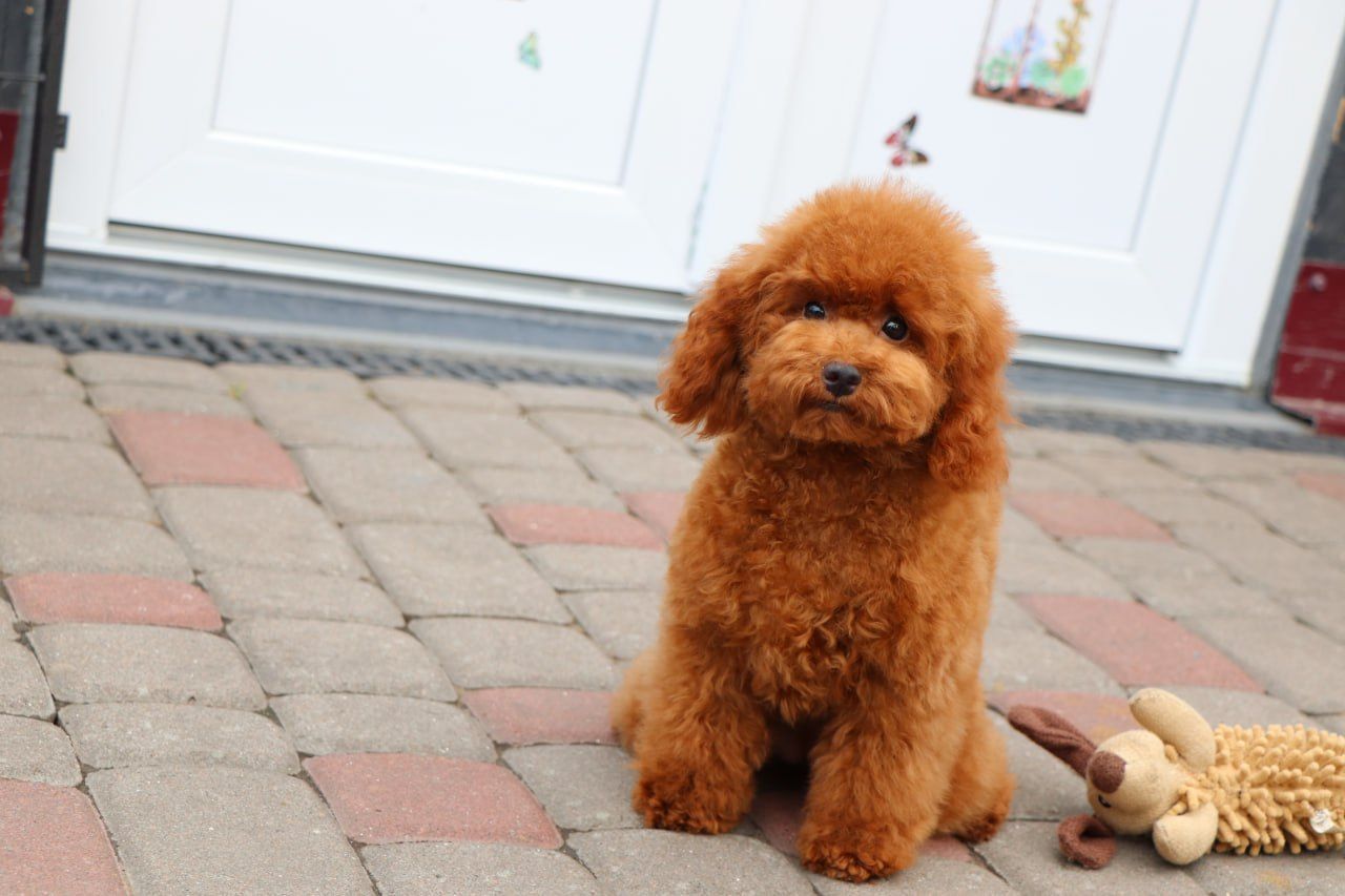 Пудель Той червона дівчинка
