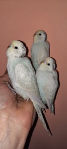 Хвилясті папуги