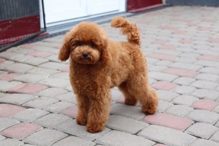 Пудель Той червона дівчинка