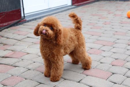 Пудель Той червона дівчинка