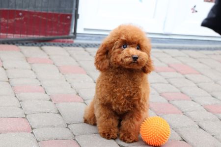 Пудель Той червона дівчинка