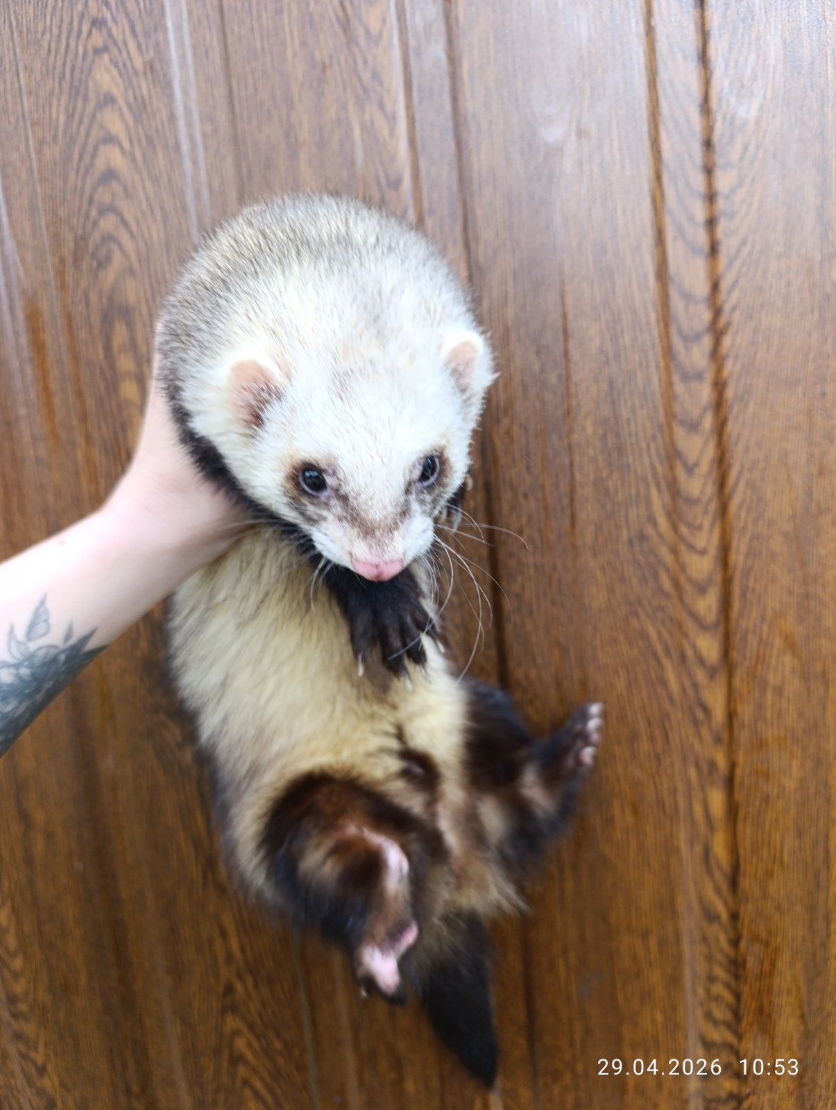 Продаж Тхір (фретка)