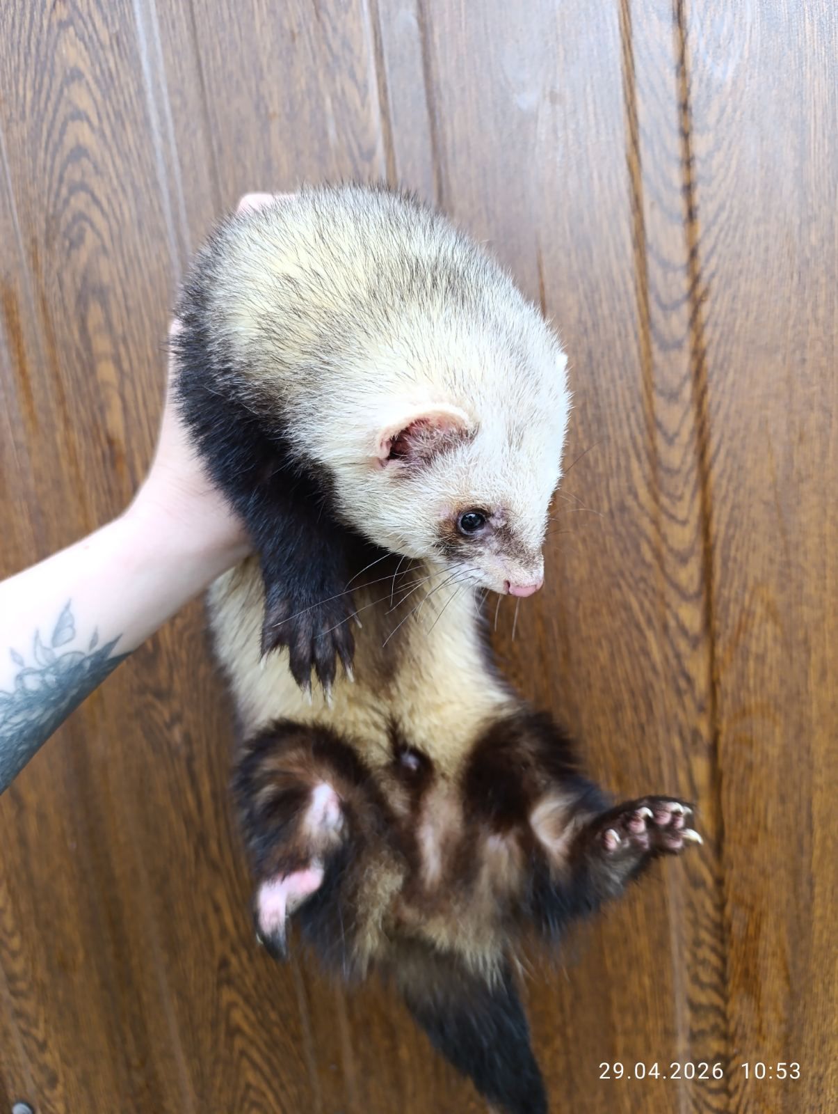 Продаж Тхір (фретка)