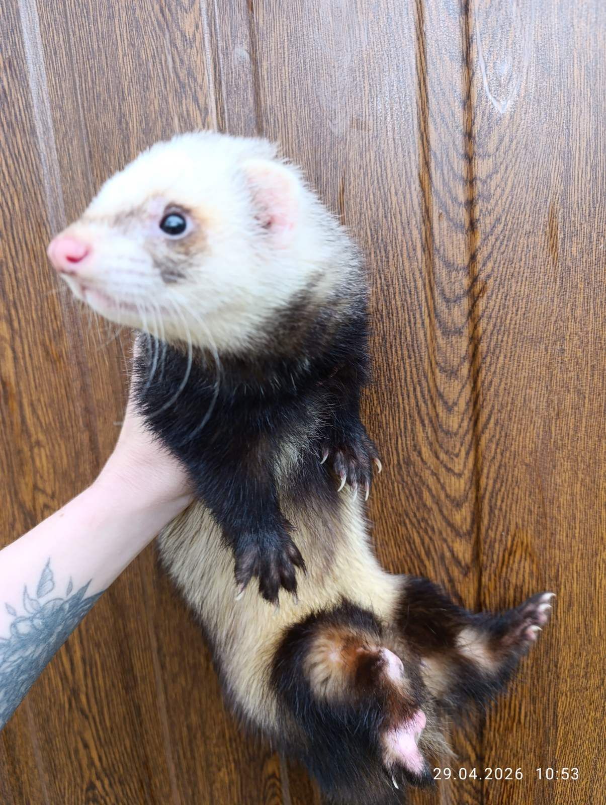 Продаж Тхір (фретка)