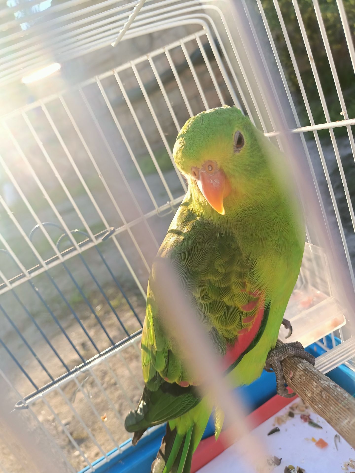 Краснокрылый попугай