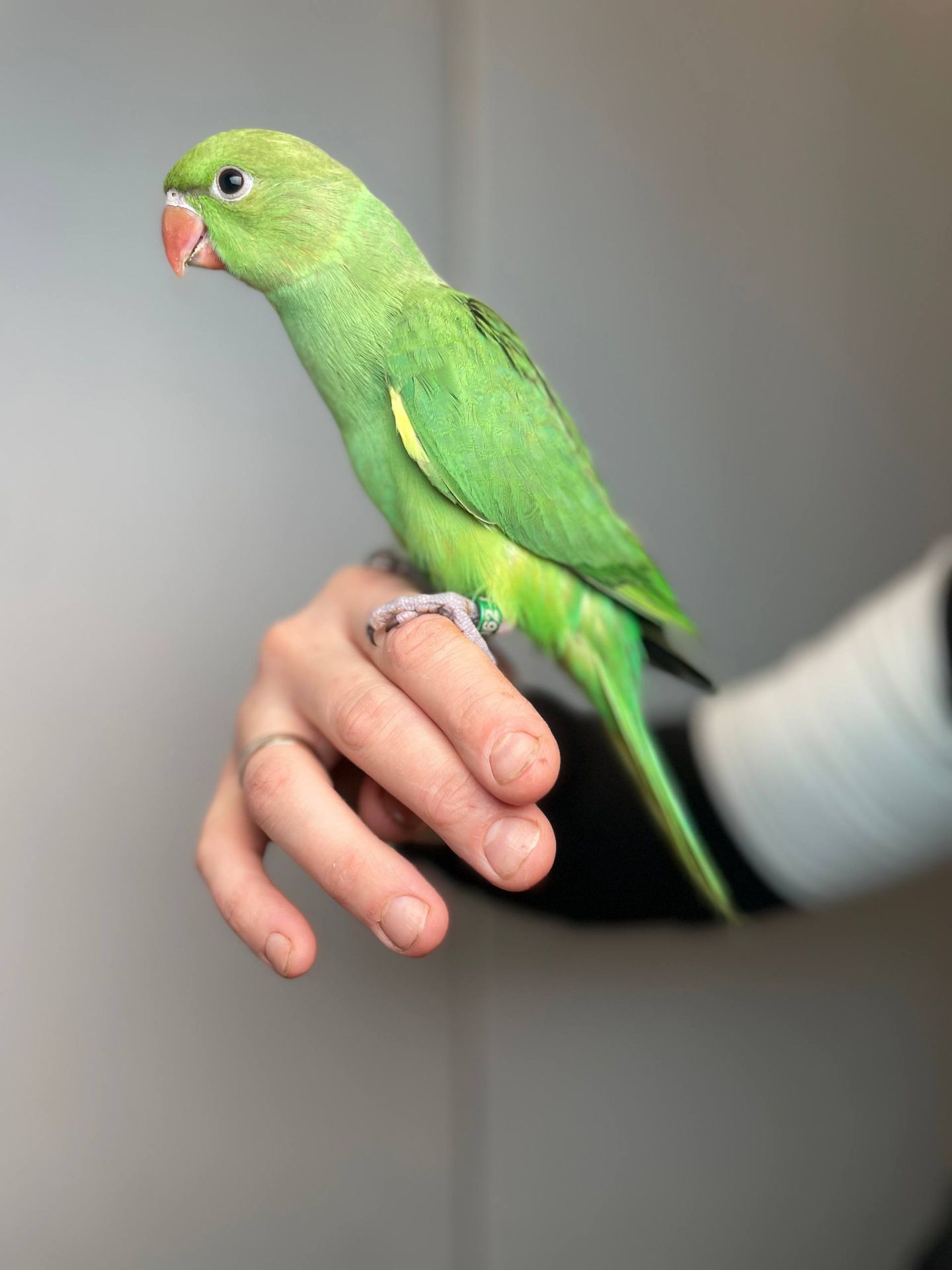 Намистовий ожереловий папуга, розмовляючий ручний папуга, кільчастий папуга Крамера