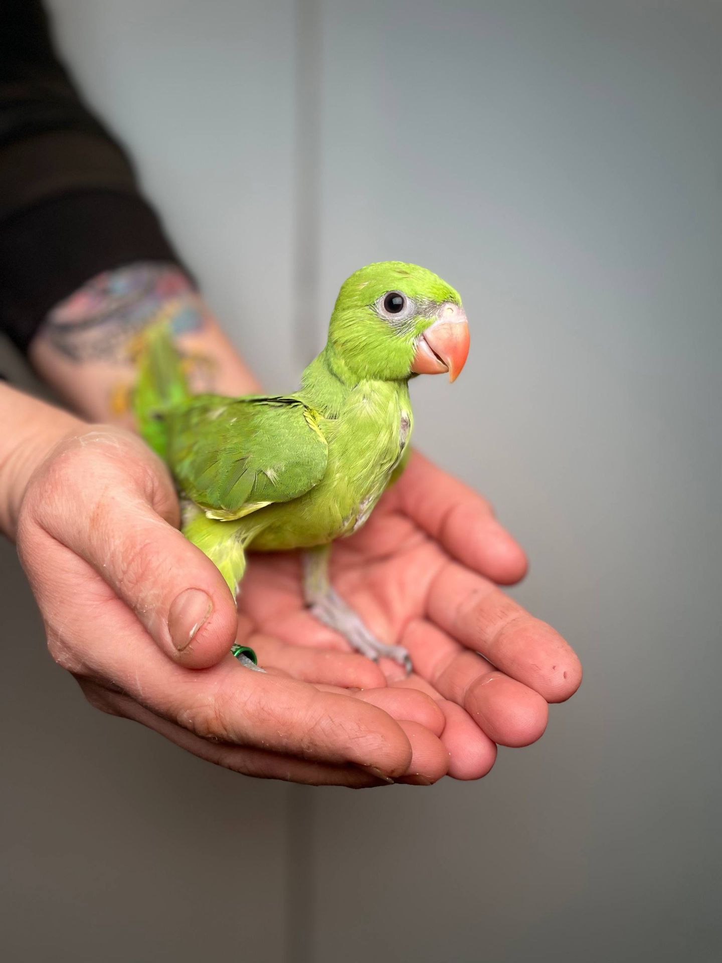 Намистовий ожереловий папуга, розмовляючий ручний папуга, кільчастий папуга Крамера