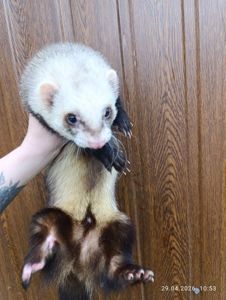 Продаж Тхір (фретка)