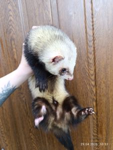 Продаж Тхір (фретка)