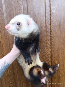 Продаж Тхір (фретка)