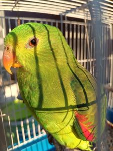 Краснокрылый попугай