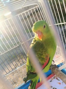 Краснокрылый попугай