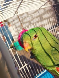 Краснокрылый попугай