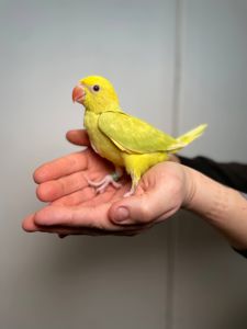 Намистовий ожереловий папуга, розмовляючий ручний папуга, кільчастий папуга Крамера