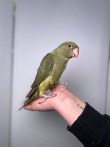 Намистовий ожереловий папуга, розмовляючий ручний папуга, кільчастий папуга Крамера