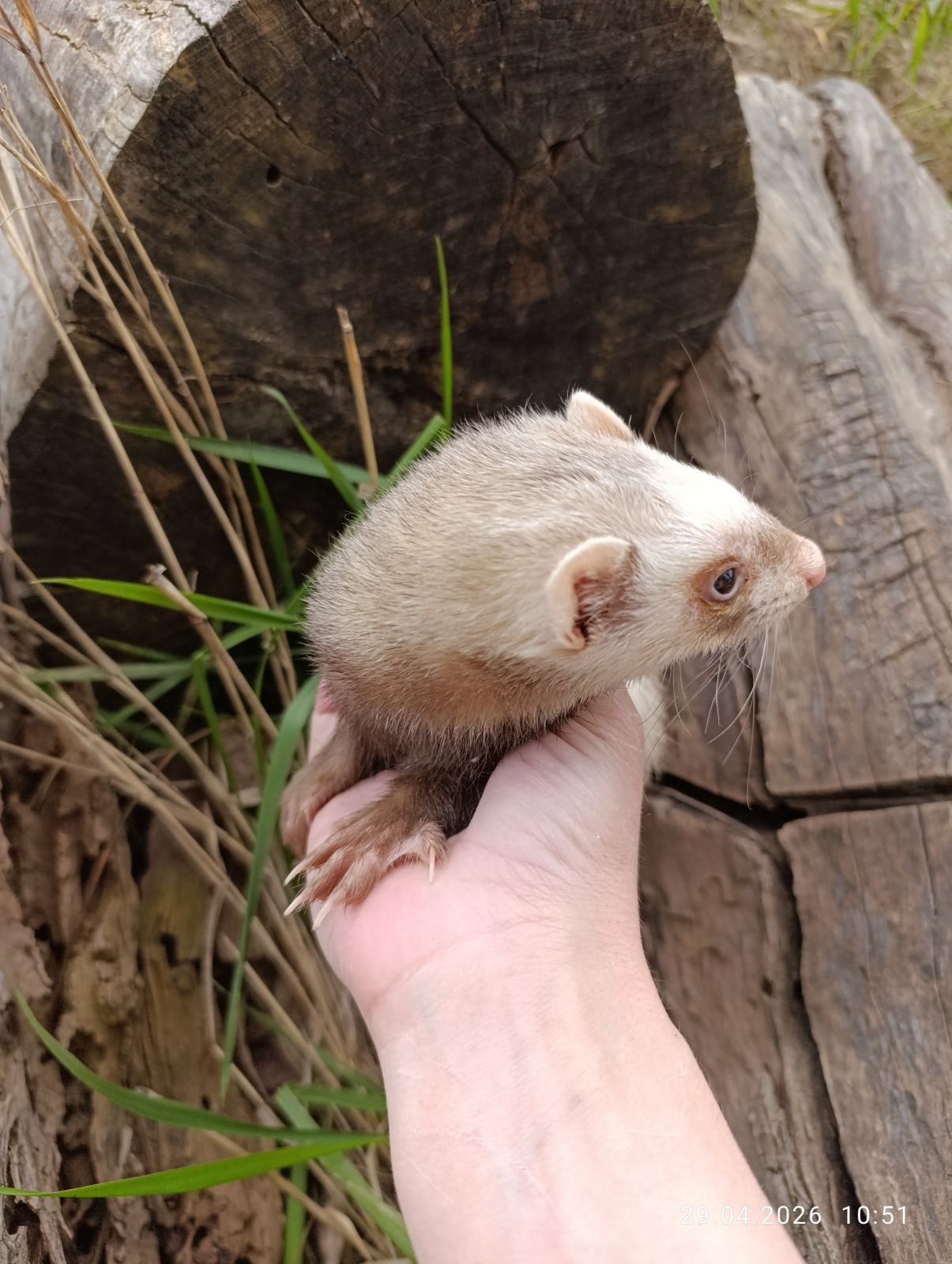 Тхір (фретка) самка 7 мес