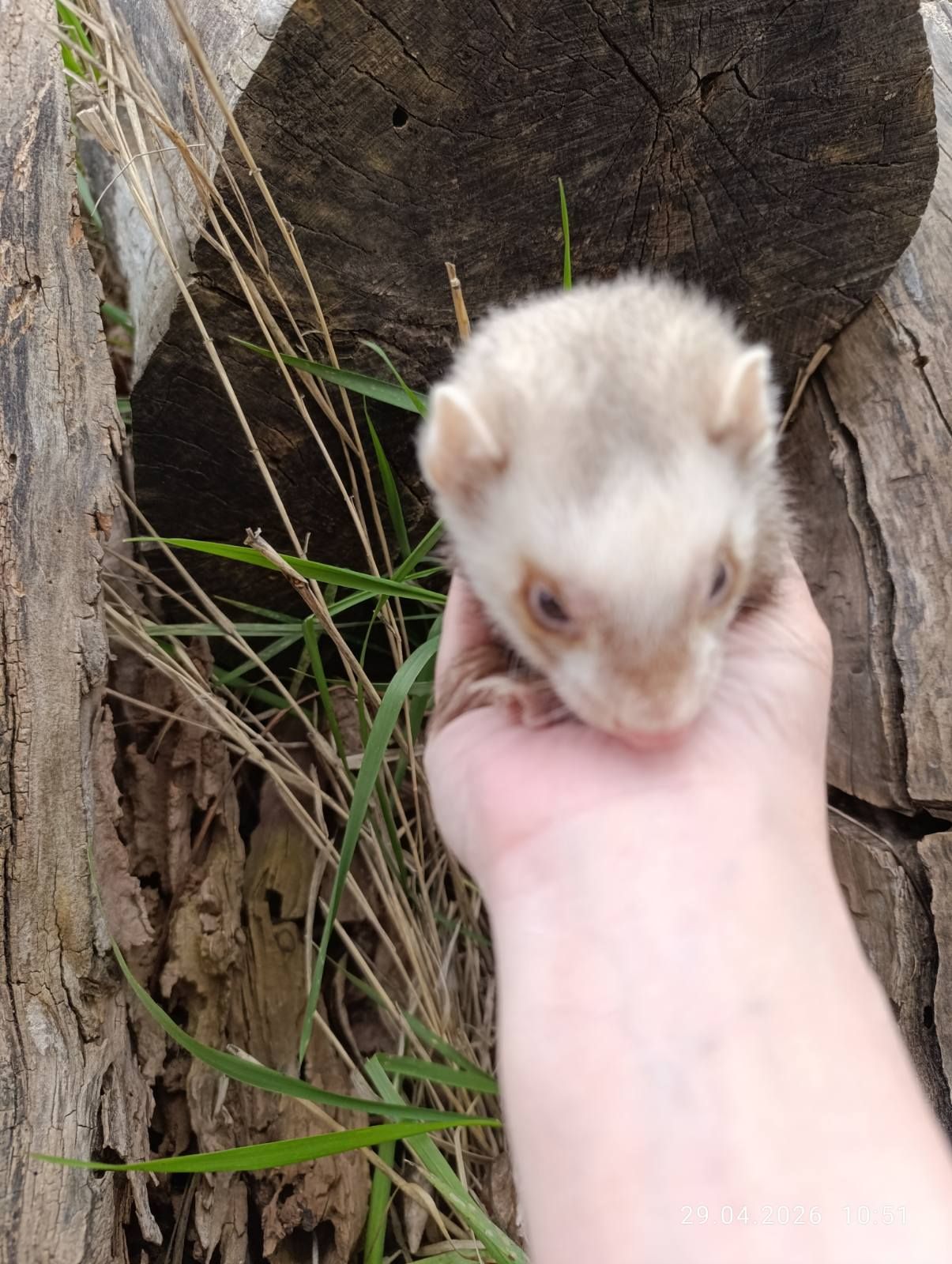 Тхір (фретка) самка 7 мес