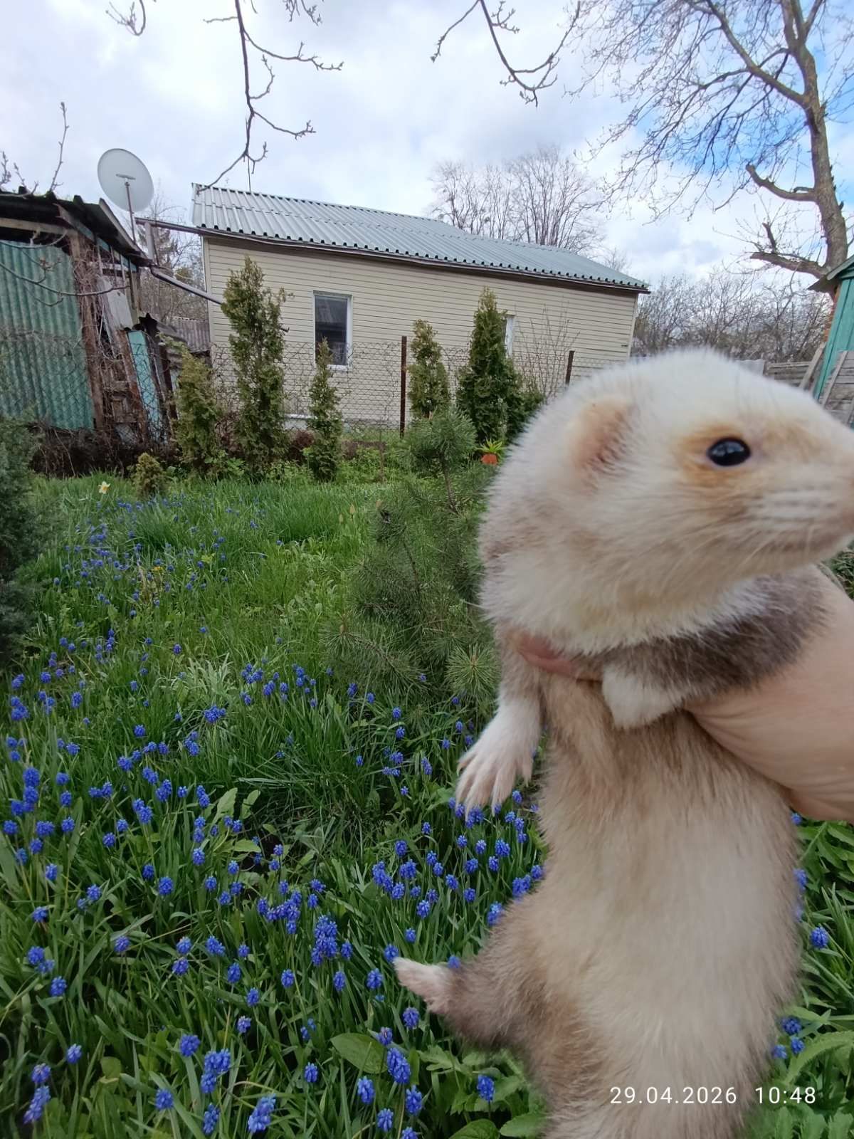 Продаж Самка Тхір (фретка)