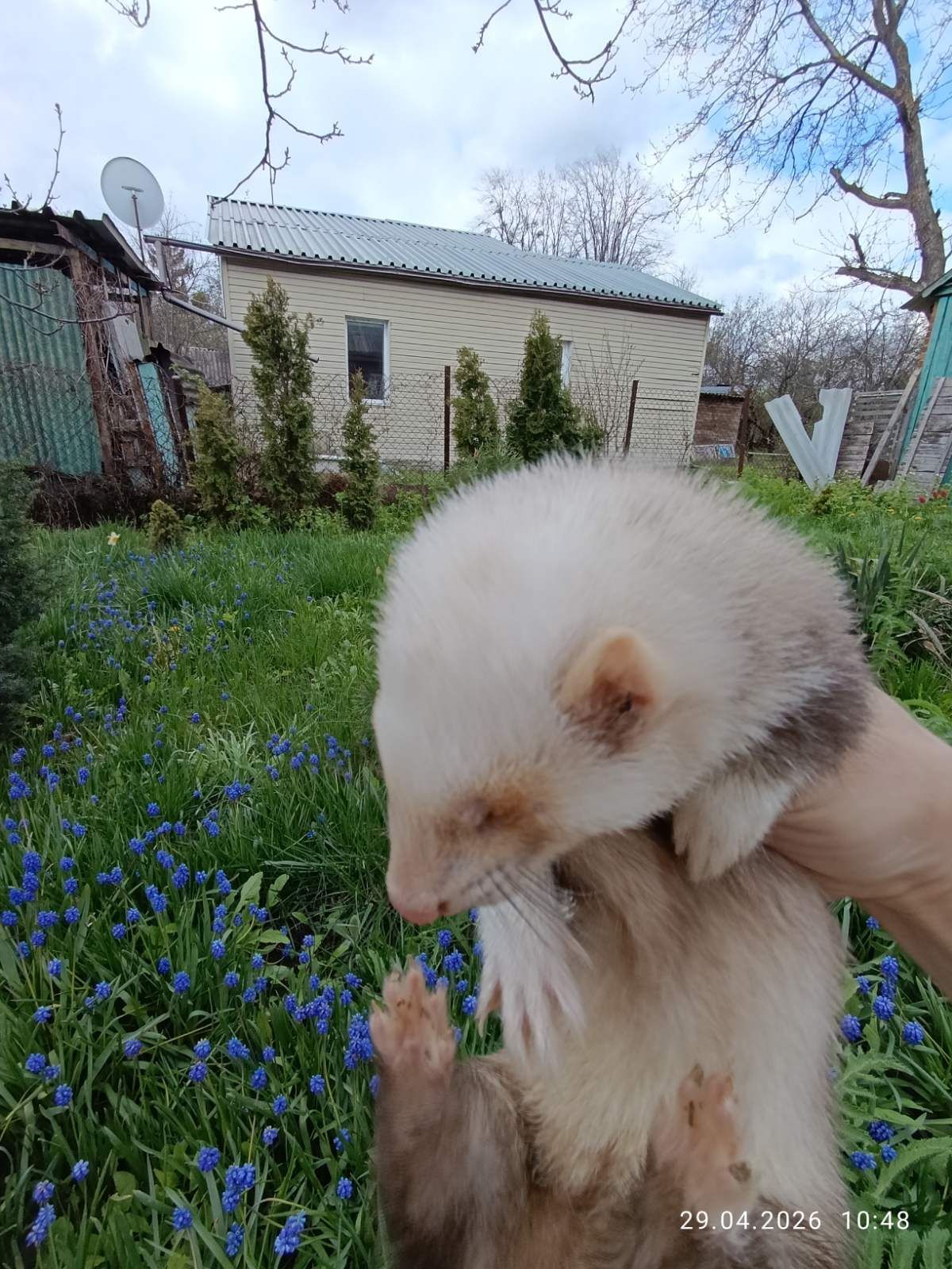 Продаж Самка Тхір (фретка)