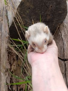 Тхір (фретка) самка 7 мес