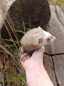 Тхір (фретка) самка 7 мес