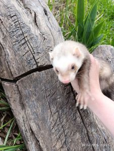 Тхір (фретка) самка 7 мес